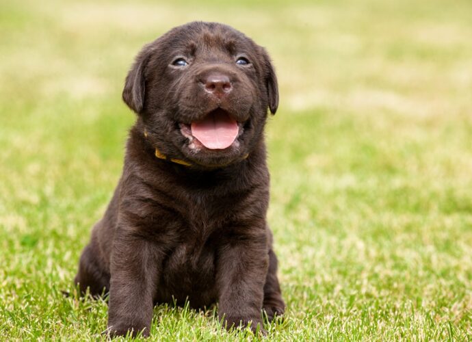 Alles, was Sie über Mini Labrador wissen müssen