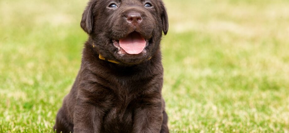 Alles, was Sie über Mini Labrador wissen müssen