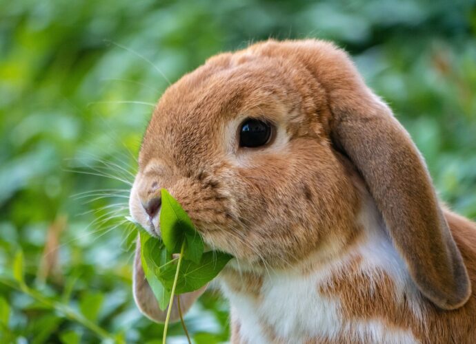 Dürfen Kaninchen Zucchini essen