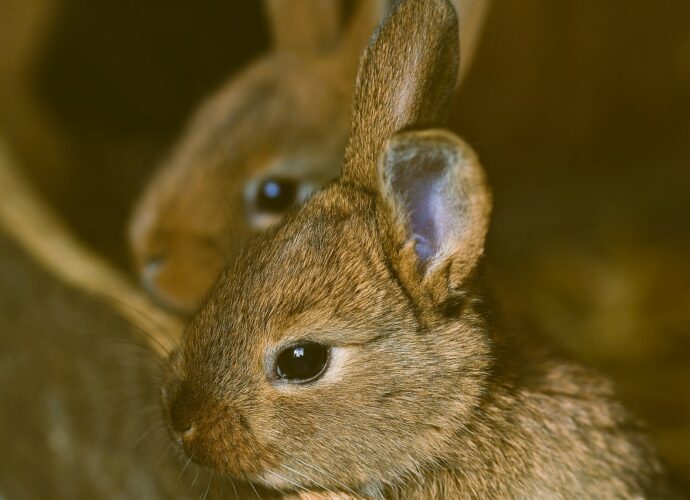 Kaninchen Leckerlis selber machen