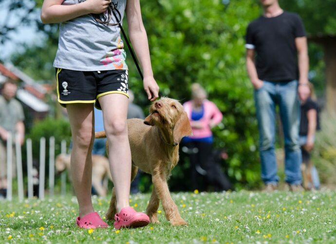 Hundetraining: Die wichtigsten Tipps und Tricks